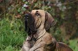 FILA BRASILEIRO 032